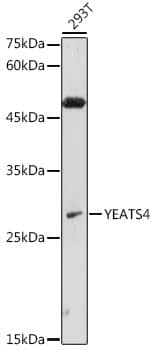 Western Blot GAS41 Antibody