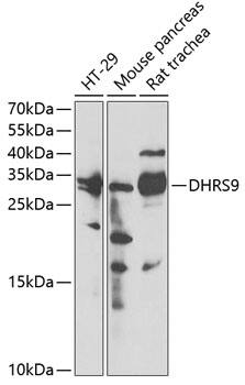 Western Blot: DHRS9 Antibody [NBP3-38244] - Western blot analysis of various lysates using DHRS9 Rabbit pAb at 1:3000 dilution.Secondary antibody: HRP-conjugated Goat anti-Rabbit IgG (H+L) at 1:10000 dilution.Lysates/proteins: 25ug per lane.Blocking buffer: 3% nonfat dry milk in TBST.Detection: ECL Enhanced Kit.Exposure time: 60s.