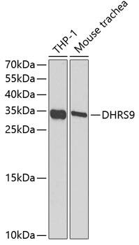 Western Blot: DHRS9 Antibody [NBP3-38244] - Western blot analysis of various lysates using DHRS9 Rabbit pAb at 1:1000 dilution.Secondary antibody: HRP-conjugated Goat anti-Rabbit IgG (H+L) at 1:10000 dilution.Lysates/proteins: 25ug per lane.Blocking buffer: 3% nonfat dry milk in TBST.Detection: ECL Basic Kit.Exposure time: 390s.