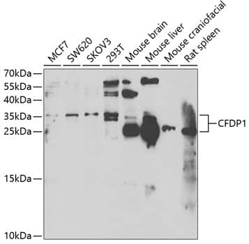 Western Blot: Craniofacial Development Protein 1 Antibody [NBP3-38245] - Western blot analysis of various lysates using Craniofacial Development Protein 1 Rabbit pAb at 1:1000 dilution.Secondary antibody: HRP-conjugated Goat anti-Rabbit IgG (H+L) at 1:10000 dilution.Lysates/proteins: 25ug per lane.Blocking buffer: 3% nonfat dry milk in TBST.Detection: ECL Enhanced Kit.Exposure time: 90s.