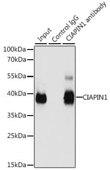 Immunoprecipitation: CIAPIN1 Antibody [NBP3-38247] - Immunoprecipitation analysis of 200 ug extracts of 293T cells, using 3 ug CIAPIN1 antibody. Western blot was performed from the immunoprecipitate using CIAPIN1 antibody at a dilution of 1:1000.