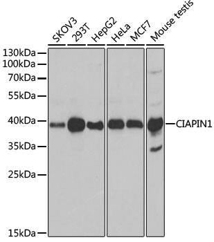 Western Blot: CIAPIN1 Antibody [NBP3-38247] - Western blot analysis of various lysates using CIAPIN1 Rabbit pAb at 1:1000 dilution.Secondary antibody: HRP-conjugated Goat anti-Rabbit IgG (H+L) at 1:10000 dilution.Lysates/proteins: 25ug per lane.Blocking buffer: 3% nonfat dry milk in TBST.Detection: ECL Basic Kit.Exposure time: 10s.