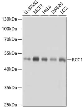 Western Blot: RCC1 Antibody [NBP3-38248] - Western blot analysis of various lysates using RCC1 Rabbit pAb at 1:1000 dilution.Secondary antibody: HRP-conjugated Goat anti-Rabbit IgG (H+L) at 1:10000 dilution.Lysates/proteins: 25ug per lane.Blocking buffer: 3% nonfat dry milk in TBST.Detection: ECL Basic Kit.Exposure time: 5s.