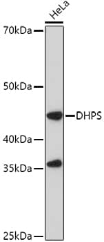 Western Blot: DHPS Antibody [NBP3-38252] - Western blot analysis of lysates from HeLa cells, using DHPS Rabbit pAb at 1:1000 dilution.Secondary antibody: HRP-conjugated Goat anti-Rabbit IgG (H+L) at 1:10000 dilution.Lysates/proteins: 25ug per lane.Blocking buffer: 3% nonfat dry milk in TBST.Detection: ECL Basic Kit.Exposure time: 90s.