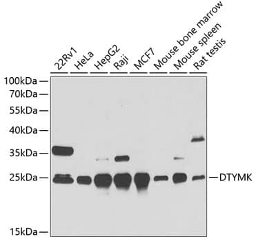 Western Blot: DTYMK Antibody [NBP3-38254] - Western blot analysis of various lysates using DTYMK Rabbit pAb at 1:1000 dilution.Secondary antibody: HRP-conjugated Goat anti-Rabbit IgG (H+L) at 1:10000 dilution.Lysates/proteins: 25ug per lane.Blocking buffer: 3% nonfat dry milk in TBST.Detection: ECL Basic Kit.Exposure time: 30s.