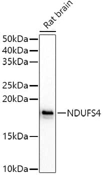 Western Blot: Ndufs4 Antibody [NBP3-38256] - Western blot analysis of lysates from Rat brain, using Ndufs4 Rabbit pAb at  1:500 dilution.Secondary antibody: HRP-conjugated Goat anti-Rabbit IgG (H+L) at 1:10000 dilution.Lysates/proteins: 25ug per lane.Blocking buffer: 3% nonfat dry milk in TBST.Detection: ECL Basic Kit.Exposure time: 180s.