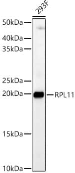 Western Blot RPL11 Antibody