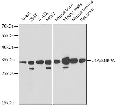 Western Blot U1A Antibody