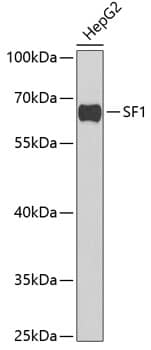 Western Blot: Splicing Factor 1 Antibody [NBP3-38261] - Western blot analysis of lysates from HepG2 cells, using Splicing Factor 1 Rabbit pAb at 1:1000 dilution.Secondary antibody: HRP-conjugated Goat anti-Rabbit IgG (H+L) at 1:10000 dilution.Lysates/proteins: 25ug per lane.Blocking buffer: 3% nonfat dry milk in TBST.Detection: ECL Basic Kit.Exposure time: 90s.