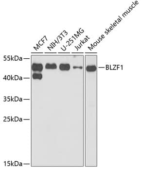 Western Blot: BLZF1 Antibody [NBP3-38263] - Western blot analysis of various lysates using BLZF1 Rabbit pAb at 1:1000 dilution.Secondary antibody: HRP-conjugated Goat anti-Rabbit IgG (H+L) at 1:10000 dilution.Lysates/proteins: 25ug per lane.Blocking buffer: 3% nonfat dry milk in TBST.Detection: ECL Basic Kit.Exposure time: 90s.