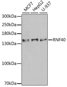 Western Blot: RNF40 Antibody [NBP3-38267] - Western blot analysis of various lysates using RNF40 Rabbit pAb at 1:1000 dilution.Secondary antibody: HRP-conjugated Goat anti-Rabbit IgG (H+L) at 1:10000 dilution.Lysates/proteins: 25ug per lane.Blocking buffer: 3% nonfat dry milk in TBST.Detection: ECL Enhanced Kit.Exposure time: 90s.