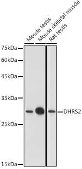 Western Blot: DHRS2 Antibody [NBP3-38268] - Western blot analysis of various lysates using DHRS2 Rabbit pAb at 1:1000 dilution.&lt;br/&gt;Secondary antibody: HRP-conjugated Goat anti-Rabbit IgG (H+L) at 1:10000 dilution.&lt;br/&gt;Lysates/proteins: 25ug per lane.&lt;br/&gt;Blocking buffer: 3% nonfat dry milk in TBST.&lt;br/&gt;Detection: ECL Basic Kit.&lt;br/&gt;Exposure time: 5s.