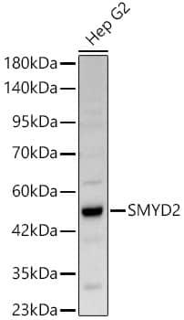 Western Blot: SMYD2 Antibody [NBP3-38276] - Western blot analysis of lysates from Hep G2 cells, using SMYD2 Rabbit pAb at 1:2000 dilution.Secondary antibody: HRP-conjugated Goat anti-Rabbit IgG (H+L) at 1:10000 dilution.Lysates/proteins: 25ug per lane.Blocking buffer: 3% nonfat dry milk in TBST.Detection: ECL Basic Kit.Exposure time: 45s.