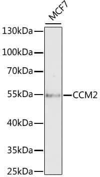 Western Blot: CCM2 Antibody [NBP3-38282] - Western blot analysis of lysates from MCF7 cells, using CCM2 Rabbit pAb at 1:1000 dilution.Secondary antibody: HRP-conjugated Goat anti-Rabbit IgG (H+L) at 1:10000 dilution.Lysates/proteins: 25ug per lane.Blocking buffer: 3% nonfat dry milk in TBST.Detection: ECL Basic Kit.Exposure time: 90s.