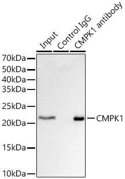 Immunoprecipitation: CMP kinase Antibody [NBP3-38287] - Immunoprecipitation analysis of 300 ug extracts of HT-29 cells using 3 ug CMP kinase antibody. Western blot was performed from the immunoprecipitate using CMP kinase antibody at a dilution of  1:1000.