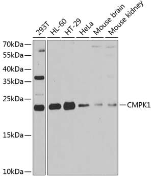 Western Blot: CMP kinase Antibody [NBP3-38287] - Western blot analysis of various lysates using CMP kinase Rabbit pAb at 1:1000 dilution.Secondary antibody: HRP-conjugated Goat anti-Rabbit IgG (H+L) at 1:10000 dilution.Lysates/proteins: 25ug per lane.Blocking buffer: 3% nonfat dry milk in TBST.Detection: ECL Basic Kit.Exposure time: 90s.