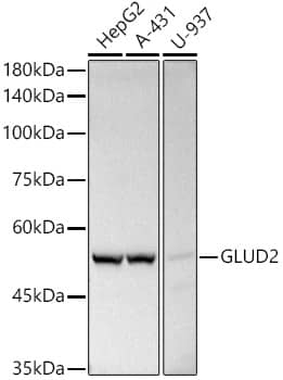 Western Blot: Glutamate Dehydrogenase 2/GLUD2 Antibody [NBP3-38295] - Western blot analysis of various lysates using Glutamate Dehydrogenase 2/GLUD2 Rabbit pAb at 1:500 dilution.Secondary antibody: HRP-conjugated Goat anti-Rabbit IgG (H+L) at 1:10000 dilution.Lysates/proteins: 25ug per lane.Blocking buffer: 3% nonfat dry milk in TBST.Detection: ECL Basic Kit.Exposure time: 10s.
