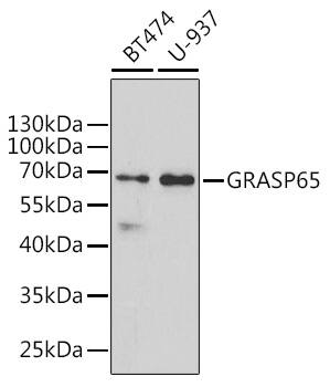 Western Blot: GRASP65 Antibody [NBP3-38297] - Western blot analysis of various lysates using GRASP65 Rabbit pAb at 1:1000 dilution.Secondary antibody: HRP-conjugated Goat anti-Rabbit IgG (H+L) at 1:10000 dilution.Lysates/proteins: 25ug per lane.Blocking buffer: 3% nonfat dry milk in TBST.Detection: ECL Basic Kit.Exposure time: 90s.