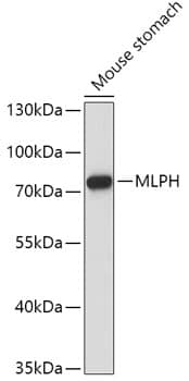 Western Blot Melanophilin Antibody