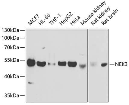 Western Blot: NEK3 Antibody [NBP3-38304] - Western blot analysis of various lysates using NEK3 Rabbit pAb at 1:1000 dilution.Secondary antibody: HRP-conjugated Goat anti-Rabbit IgG (H+L) at 1:10000 dilution.Lysates/proteins: 25ug per lane.Blocking buffer: 3% nonfat dry milk in TBST.Detection: ECL Basic Kit.Exposure time: 1s.