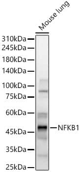 Western Blot: NFkB p105/p50 Antibody [NBP3-38305] - Western blot analysis of lysates from Mouse lung, using NFkB p105/p50 Rabbit pAb at 1:500 dilution.Secondary antibody: HRP-conjugated Goat anti-Rabbit IgG (H+L) at 1:10000 dilution.Lysates/proteins: 25ug per lane.Blocking buffer: 3% nonfat dry milk in TBST.Detection: ECL Basic Kit.Exposure time: 20s.