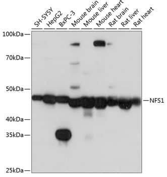 Western Blot: NFS1 Antibody [NBP3-38306] - Western blot analysis of various lysates using NFS1 Rabbit pAb at 1:1000 dilution.Secondary antibody: HRP-conjugated Goat anti-Rabbit IgG (H+L) at 1:10000 dilution.Lysates/proteins: 25ug per lane.Blocking buffer: 3% nonfat dry milk in TBST.Detection: ECL Basic Kit.Exposure time: 3s.