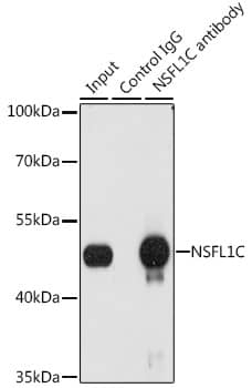 Immunoprecipitation: NSFL1C Antibody [NBP3-38307] - Immunoprecipitation analysis of 200 ug extracts of A-549 cells, using 3 ug NSFL1C antibody. Western blot was performed from the immunoprecipitate using NSFL1C antibody at a dilution of 1:1000.