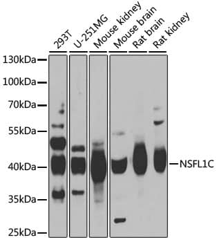 Western Blot: NSFL1C Antibody [NBP3-38307] - Western blot analysis of various lysates using NSFL1C Rabbit pAb at 1:1000 dilution.Secondary antibody: HRP-conjugated Goat anti-Rabbit IgG (H+L) at 1:10000 dilution.Lysates/proteins: 25ug per lane.Blocking buffer: 3% nonfat dry milk in TBST.Detection: ECL Basic Kit.Exposure time: 1s.