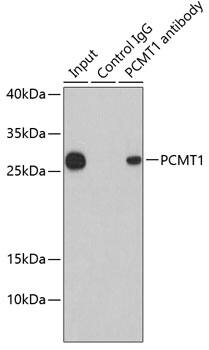 Immunoprecipitation: PCMT1 Antibody [NBP3-38309] - Immunoprecipitation analysis of 200 ug extracts of HepG2 cells using PCMT1 antibody. Western blot was performed from the immunoprecipitate using PCMT1 antibody at a dilution of 1:1000.