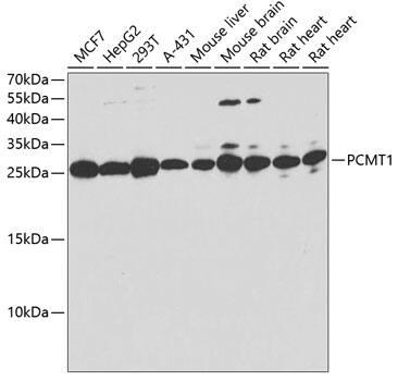 Western Blot: PCMT1 Antibody [NBP3-38309] - Western blot analysis of various lysates using PCMT1 Rabbit pAb.Secondary antibody: HRP-conjugated Goat anti-Rabbit IgG (H+L) at 1:10000 dilution.Lysates/proteins: 25ug per lane.Blocking buffer: 3% nonfat dry milk in TBST.Detection: ECL Basic Kit.Exposure time: 30s.