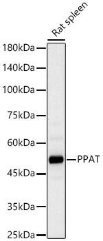 Western Blot: Phosphoribosyl Pyrophosphate Amidotransferase Antibody [NBP3-38312] - Western blot analysis of lysates from Rat spleen, using Phosphoribosyl Pyrophosphate Amidotransferase Rabbit pAb at 1:2000 dilution.Secondary antibody: HRP-conjugated Goat anti-Rabbit IgG (H+L) at 1:10000 dilution.Lysates/proteins: 25ug per lane.Blocking buffer: 3% nonfat dry milk in TBST.Detection: ECL Basic Kit.Exposure time: 60s.