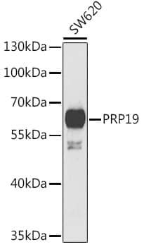 Western Blot: PRP19 Antibody [NBP3-38313] - Western blot analysis of lysates from SW620 cells, using PRP19 Rabbit pAb at 1:1000 dilution.Secondary antibody: HRP-conjugated Goat anti-Rabbit IgG (H+L) at 1:10000 dilution.Lysates/proteins: 25ug per lane.Blocking buffer: 3% nonfat dry milk in TBST.Detection: ECL Basic Kit.Exposure time: 90s.