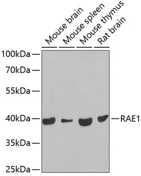 Western Blot: RAE1 Antibody [NBP3-38315] - Western blot analysis of various lysates using RAE1 Rabbit pAb at 1:1000 dilution.Secondary antibody: HRP-conjugated Goat anti-Rabbit IgG (H+L) at 1:10000 dilution.Lysates/proteins: 25ug per lane.Blocking buffer: 3% nonfat dry milk in TBST.Detection: ECL Basic Kit.Exposure time: 10s.