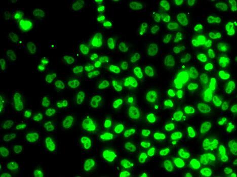 Immunocytochemistry/ Immunofluorescence: RPA14 Antibody [NBP3-38316] - Immunofluorescence analysis of MCF7 cells using RPA14 Rabbit pAb.Secondary antibody: Cy3-conjugated Goat anti-Rabbit IgG (H+L) at 1:500 dilution.