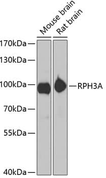 Western Blot: Rabphilin 3A Antibody [NBP3-38317] - Western blot analysis of various lysates using Rabphilin 3A Rabbit pAb at 1:1000 dilution.Secondary antibody: HRP-conjugated Goat anti-Rabbit IgG (H+L) at 1:10000 dilution.Lysates/proteins: 25ug per lane.Blocking buffer: 3% nonfat dry milk in TBST.Detection: ECL Basic Kit.Exposure time: 10s.