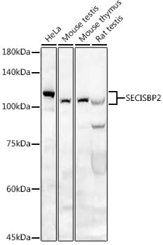 Western Blot: SECISBP2 Antibody [NBP3-38323] - Western blot analysis of various lysates using SECISBP2 Rabbit pAb at 1:500 dilution.Secondary antibody: HRP-conjugated Goat anti-Rabbit IgG (H+L) at 1:10000 dilution.Lysates/proteins: 25ug per lane.Blocking buffer: 3% nonfat dry milk in TBST.Detection: ECL Basic Kit.Exposure time: 180s.