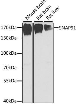 Western Blot: AP180 Antibody [NBP3-38325] - Western blot analysis of various lysates using AP180 Rabbit pAb at 1:1000 dilution.Secondary antibody: HRP-conjugated Goat anti-Rabbit IgG (H+L) at 1:10000 dilution.Lysates/proteins: 25ug per lane.Blocking buffer: 3% nonfat dry milk in TBST.Detection: ECL Basic Kit.Exposure time: 90s.