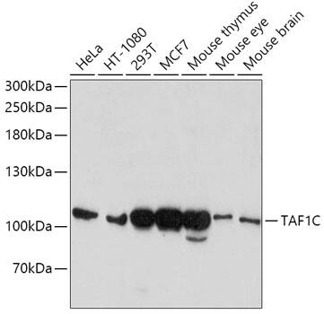 Western Blot TAF1C Antibody