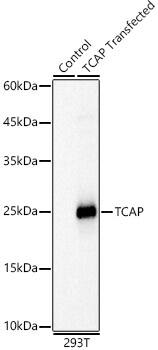 Western Blot: TCAP Antibody [NBP3-38329] - Western blot analysis of lysates from wild type (WT) and 293T cells transfected with TCAP using TCAP Rabbit pAb at 1:600 dilution.Secondary antibody: HRP-conjugated Goat anti-Rabbit IgG (H+L) at 1:10000 dilution.Lysates/proteins: 25μg per lane.Blocking buffer: 3% nonfat dry milk in TBST.Detection: ECL Basic Kit.Exposure time: 1s.