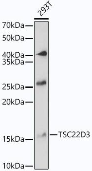 Western Blot: GilZ Antibody [NBP3-38331] - Western blot analysis of lysates from 293T cells, using GilZ Rabbit pAb at 1:1000 dilution.Secondary antibody: HRP-conjugated Goat anti-Rabbit IgG (H+L) at 1:10000 dilution.Lysates/proteins: 25ug per lane.Blocking buffer: 3% nonfat dry milk in TBST.Detection: ECL Basic Kit.Exposure time:  5s.