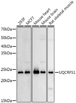 Western Blot: UQCRFS1 Antibody [NBP3-38332] - Western blot analysis of various lysates using UQCRFS1 Rabbit pAb at 1:500 dilution.Secondary antibody: HRP-conjugated Goat anti-Rabbit IgG (H+L) at 1:10000 dilution.Lysates/proteins: 25ug per lane.Blocking buffer: 3% nonfat dry milk in TBST.Detection: ECL Basic Kit.Exposure time: 3s.