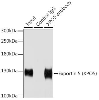 Immunoprecipitation: Exportin-5 Antibody [NBP3-38333] - Immunoprecipitation analysis of 200 ug extracts of HeLa cells using Exportin-5(Exportin 5 (XPO5)) antibody. Western blot was performed from the immunoprecipitate using Exportin 5 (Exportin 5 (XPO5)) antibody at a dilution of 1:1000.