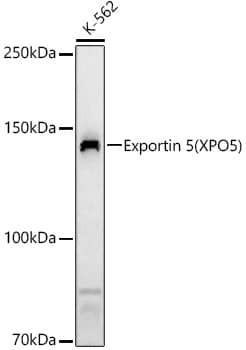 Western Blot: Exportin-5 Antibody [NBP3-38333] - Western blot analysis of various lysates, using Exportin-5(XPO5) Rabbit pAb at 1:10000 dilution.Secondary antibody: HRP-conjugated Goat anti-Rabbit IgG (H+L) at 1:10000 dilution.Lysates/proteins: 25ug per lane.Blocking buffer: 3% nonfat dry milk in TBST.Detection: ECL Basic Kit.Exposure time: 90s.