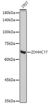 Western Blot: ZDHHC17 Antibody [NBP3-38335] - Western blot analysis of lysates from 293T cells, using ZDHHC17 Rabbit pAb at 1:1000 dilution.Secondary antibody: HRP-conjugated Goat anti-Rabbit IgG (H+L) at 1:10000 dilution.Lysates/proteins: 25ug per lane.Blocking buffer: 3% nonfat dry milk in TBST.Detection: ECL Basic Kit.Exposure time: 10s.