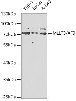 Western Blot: AF9 Antibody [NBP3-38336] - Western blot analysis of various lysates using AF9 Rabbit pAb at 1:1000 dilution.Secondary antibody: HRP-conjugated Goat anti-Rabbit IgG (H+L) at 1:10000 dilution.Lysates/proteins: 25ug per lane.Blocking buffer: 3% nonfat dry milk in TBST.Detection: ECL Basic Kit.Exposure time: 90s.