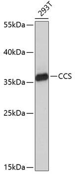 Western Blot: CCS/SOD4 Antibody [NBP3-38337] - Western blot analysis of lysates from 293T cells, using CCS/SOD4 Rabbit pAb at 1:1000 dilution.Secondary antibody: HRP-conjugated Goat anti-Rabbit IgG (H+L) at 1:10000 dilution.Lysates/proteins: 25ug per lane.Blocking buffer: 3% nonfat dry milk in TBST.Detection: ECL Basic Kit.Exposure time: 30s.