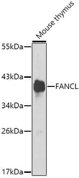 Western Blot: FANCL Antibody [NBP3-38338] - Western blot analysis of lysates from mouse thymus, using FANCL Rabbit pAb at 1:1000 dilution.Secondary antibody: HRP-conjugated Goat anti-Rabbit IgG (H+L) at 1:10000 dilution.Lysates/proteins: 25ug per lane.Blocking buffer: 3% nonfat dry milk in TBST.Detection: ECL Enhanced Kit.Exposure time: 90s.