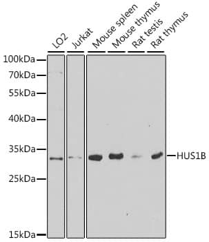 Western Blot HUS1B Antibody