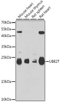 Western Blot: UBE2T Antibody [NBP3-38343] - Western blot analysis of various lysates using UBE2T Rabbit pAb at 1:1000 dilution.Secondary antibody: HRP-conjugated Goat anti-Rabbit IgG (H+L) at 1:10000 dilution.Lysates/proteins: 25ug per lane.Blocking buffer: 3% nonfat dry milk in TBST.Detection: ECL Basic Kit.Exposure time: 90s.