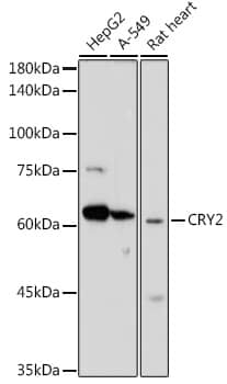 Western Blot: CRY2 Antibody [NBP3-38346] - Western blot analysis of various lysates using CRY2 Rabbit pAb at 1:1000 dilution.Secondary antibody: HRP-conjugated Goat anti-Rabbit IgG (H+L) at 1:10000 dilution.Lysates/proteins: 25ug per lane.Blocking buffer: 3% nonfat dry milk in TBST.Detection: ECL Enhanced Kit.Exposure time: 180s.